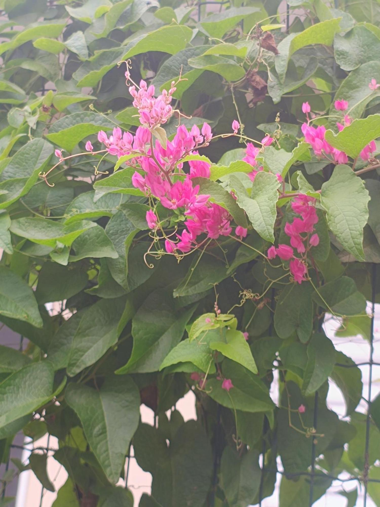 Nova Primavera Ubatuba