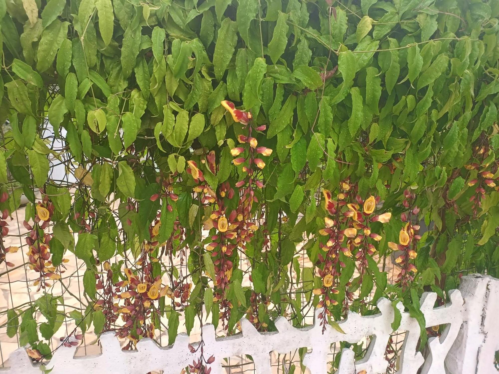 Pensão Nova Primavera *