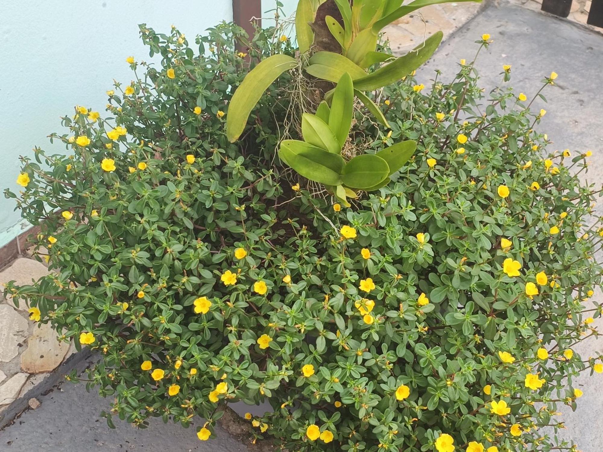 Nova Primavera Pensão Ubatuba