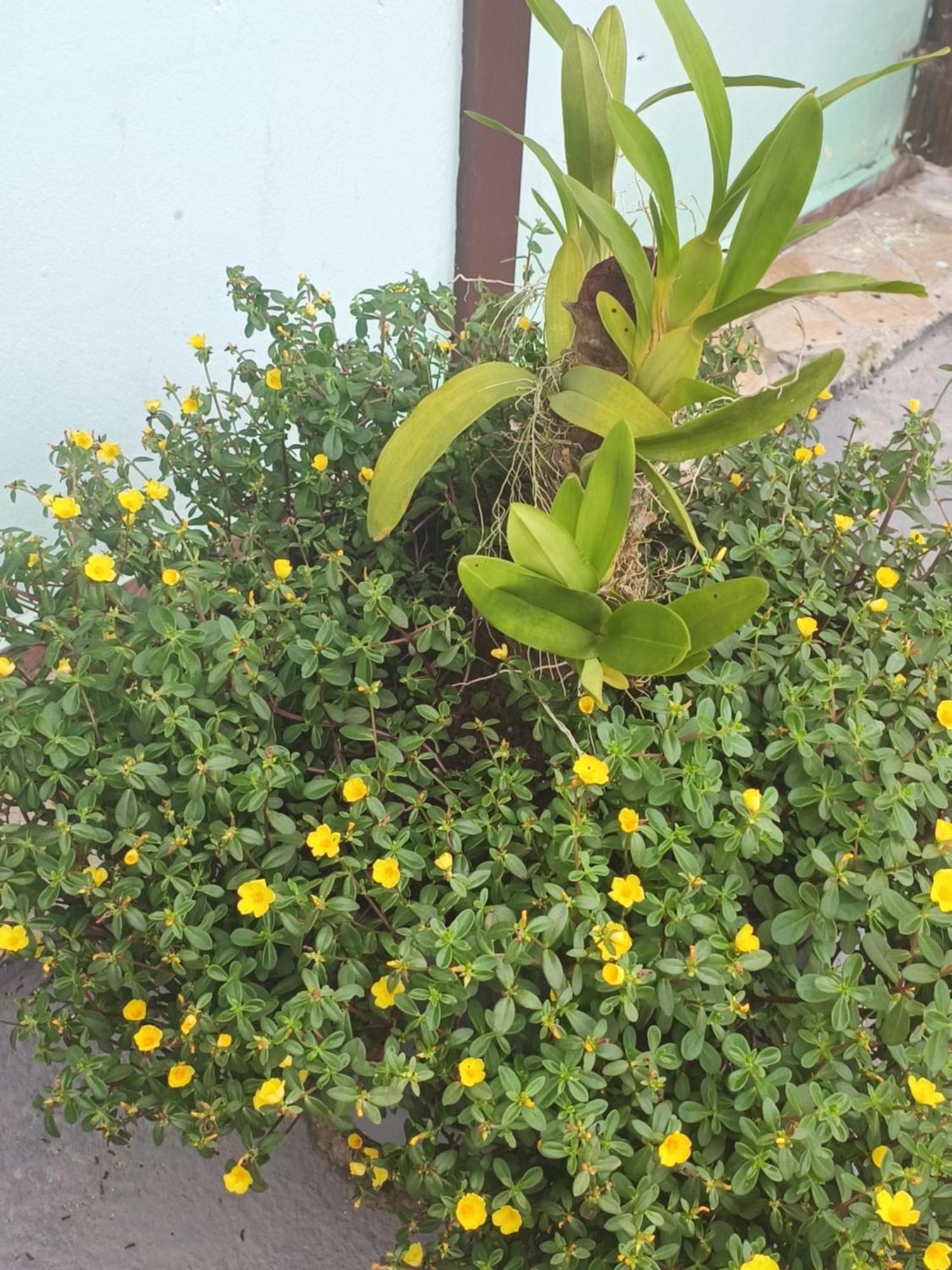 Nova Primavera *