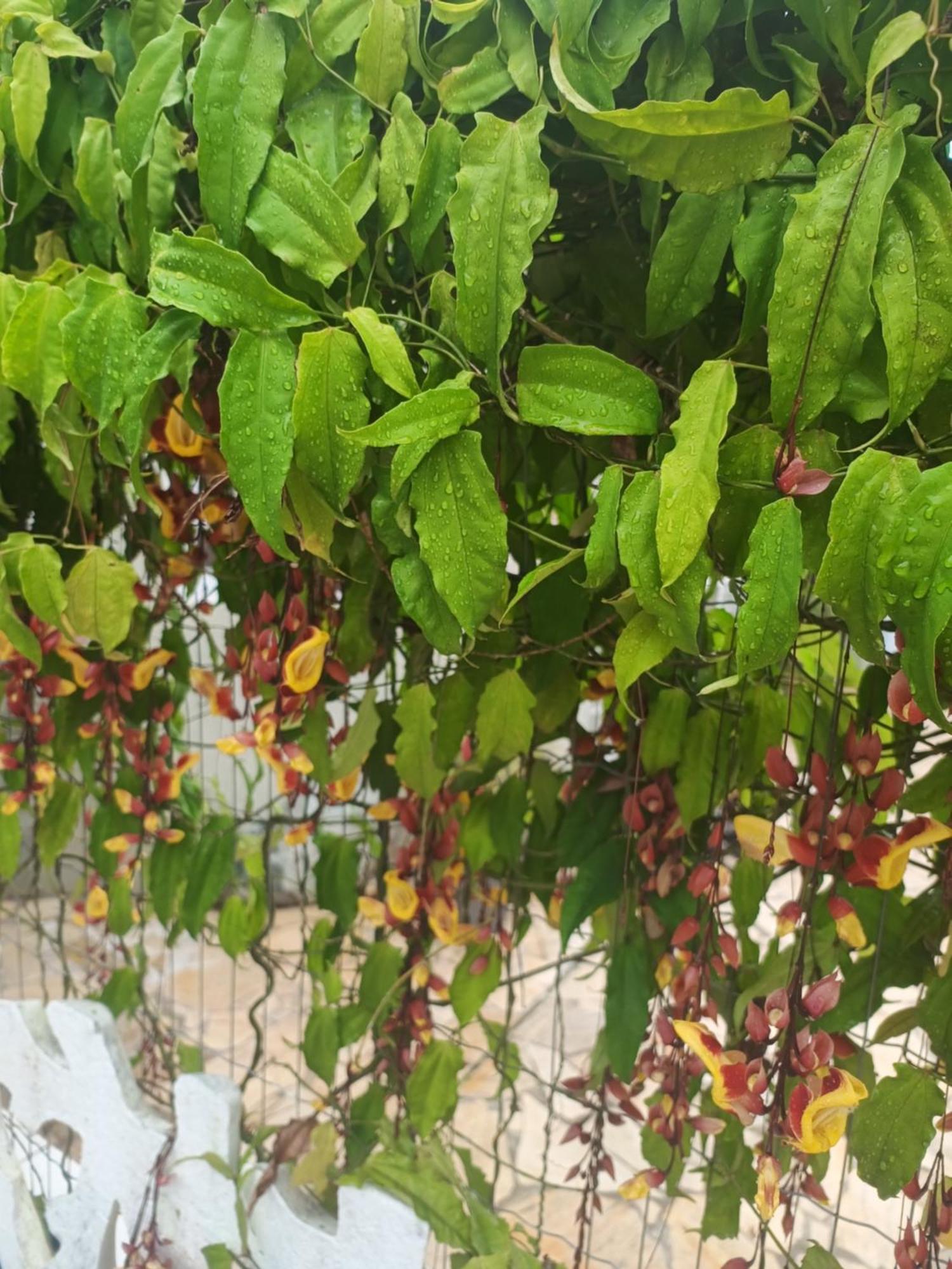 Pensão Nova Primavera