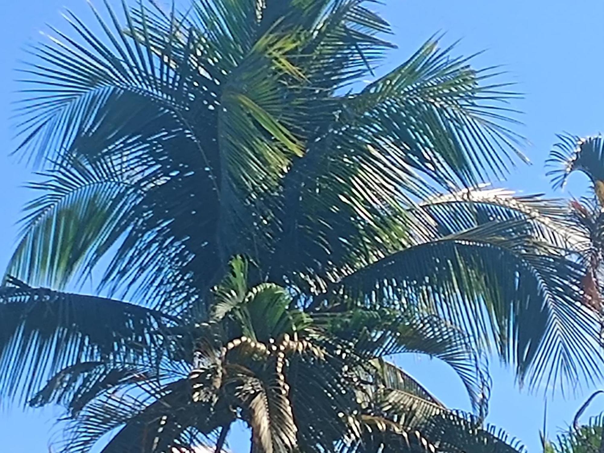 Nova Primavera Pensão